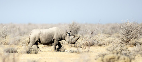 Rhino in Etosha National Park. - obrazy, fototapety, plakaty