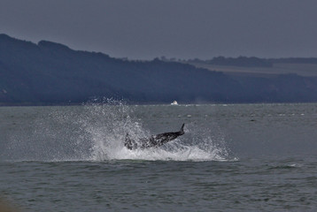 Dolphin landing