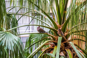 Pigeons Sitting in Palm Tree