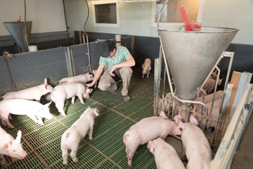 Schweinestall mit Bauer, Landwirt mit Ferkel
