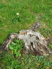 野原の中の古い切り株