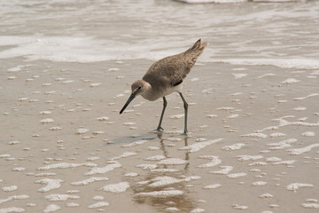 Sand Plover Patroling the Shoreline