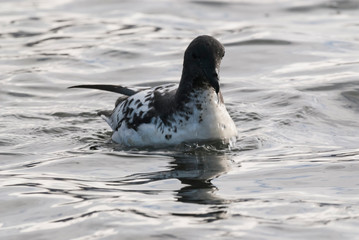 Cape Petrel feeding, Deception island, Antártica