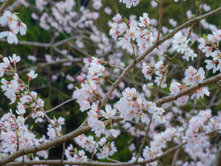 Cherry Blossoms