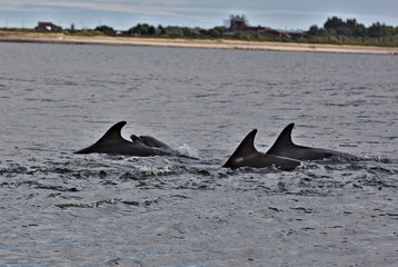 Dolphins in Moray Firth