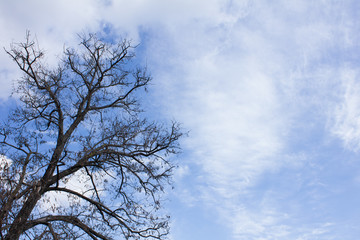 冬の空と枯れ木