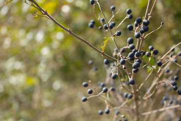 紫の実　ブルーベリー