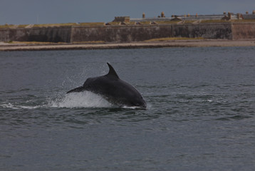 Bottlenose dolphin in Moray Firth