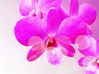 Fototapeta na wymiar Pink orchid with light leakage