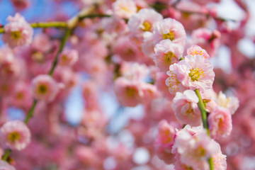 大阪城公園の梅の花