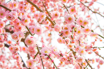 大阪城公園の梅の花
