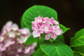 Purple Hydrangea flower (Hydrangea macrophylla) in a garden. - Image, soft focus. Beautiful pink flowers in the garden springtime blossom.