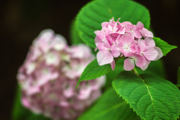 Purple Hydrangea flower (Hydrangea macrophylla) in a garden. - Image, soft focus. Beautiful pink flowers in the garden springtime blossom.