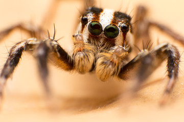 Close up of jumper spider on the dry leaf in Thailand