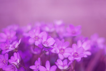 Fototapeta na wymiar Purple flowers (hepatica) in the asian garden