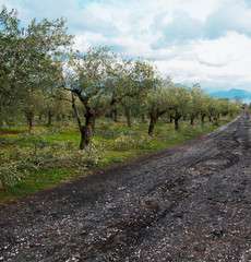 Fresh green olive trees countryside landscape