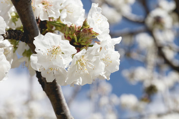 Detail of cherry blossom white flowers blooming in springtime in Valle del Jerte, Spain