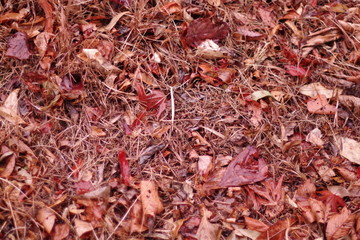 Autumn leaves and blue sky