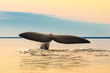 Whale ,caudal fin, Peninsula Valdes,Puerto Madryn,  Patagonia, Argentina