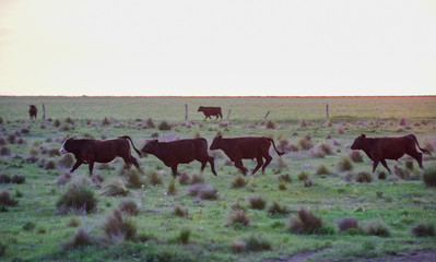 Bullocks raised with natural grass, Argentina