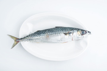 a squid on a white plate