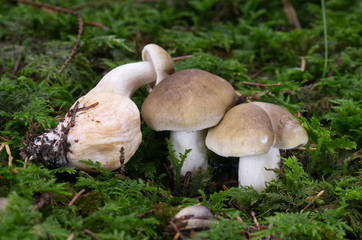 Poisonous mushroom Tricholoma saponaceum in the wet spruce forest. Also known as soap-scented toadstool, soapy knight or soap tricholoma. Natural environment, Atlas Photo.