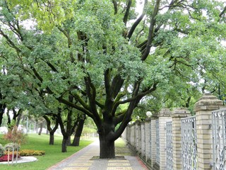 A large green sprawling oak tree growing in the middle of a wide sidewalk tiled.