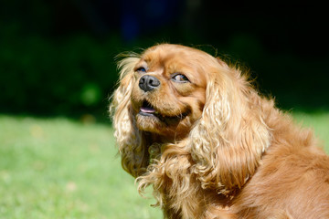 Head from Dog cavalier king charles Spaniel