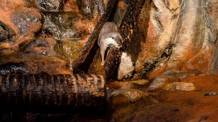 an otter on a water slide stepping outside