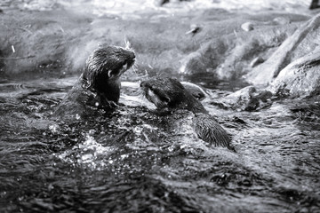 Naklejka premium two otters in the water 