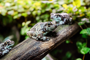 Three mission golden-eyed tree frogs