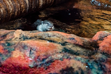 an otter going out of the water