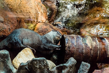 an otter and the tree trunk