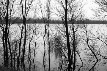 alberi e lago