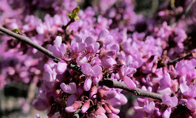 bel arbre violet en fleurs