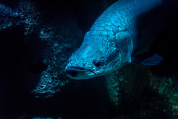 Fototapeta premium portrait blue fish on dark background