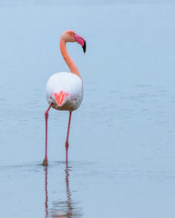 Greater pink flamingo standing in a lake in Rodopi, Greece