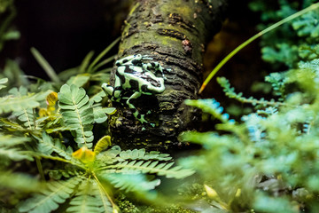 Limosa harlequin frog (Atelopus limosus) sitting on a branch