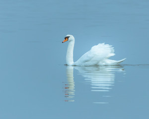 Fototapeta na wymiar Mute swan in a lake in Fanari, Rodopi, Greece