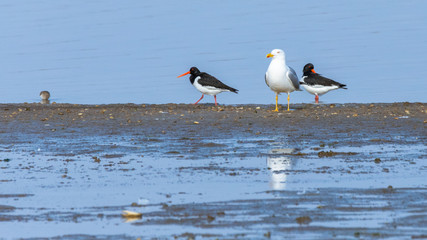 Eurasian oystercatchers and a seagull standing by a lake in Rodopi, Greece