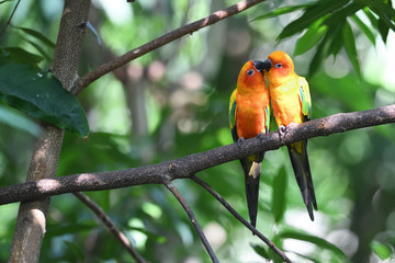 Sun parakeet couple kissing