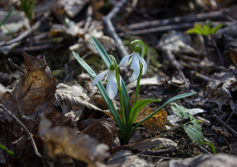 snowdrop in the forest