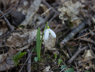 snowdrop in the forest