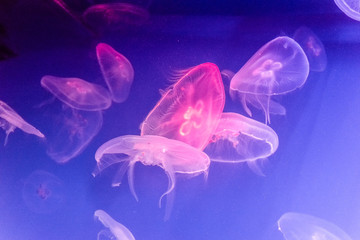 several light pink jellyfish on blue background