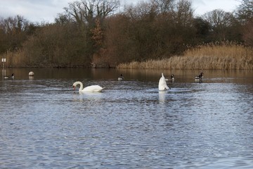 swans on the lake