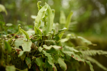 Fern close-up