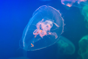 blue with white jellyfish on blue background
