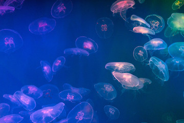 many colorful jellyfish on blue background