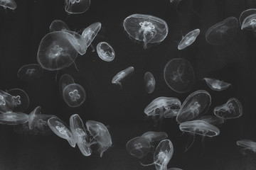 many jellyfish in black and white © Anna