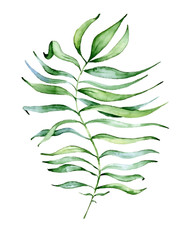 Watercolor monstera leaf. Tropical plant illustration